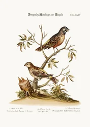 Twee Soorten Vinken uit Angola, 1749-73